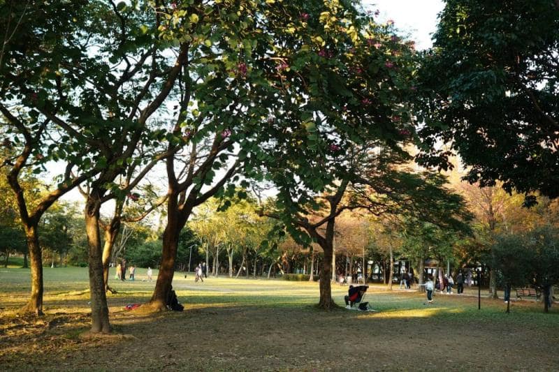 Upper North Shore Sydney park for kids birthday party entertainment